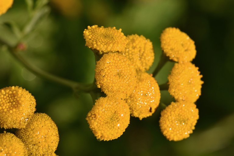 Tanacetum vulgare raindrops.jpg