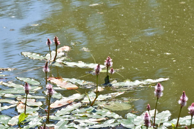 Persicaria amphibia prak pond pl 5.jpg