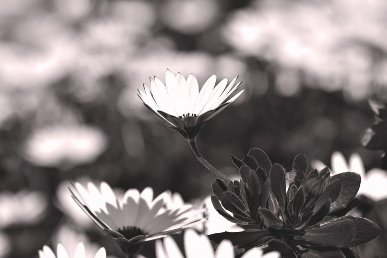 cape daisy bw 3.jpg