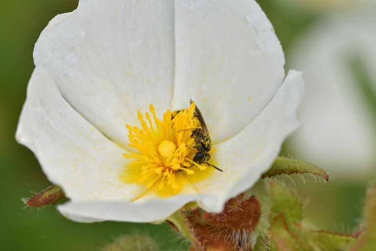 bee pollen cistus 2.jpg