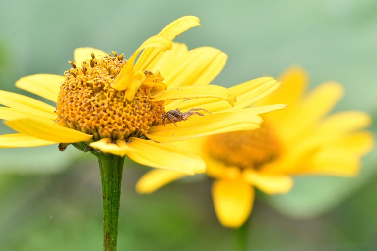 Xysticus cristatus crab spider garden pl 4.jpg