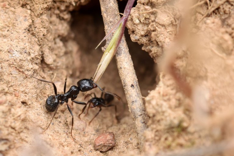 black ants seeds 3.jpg