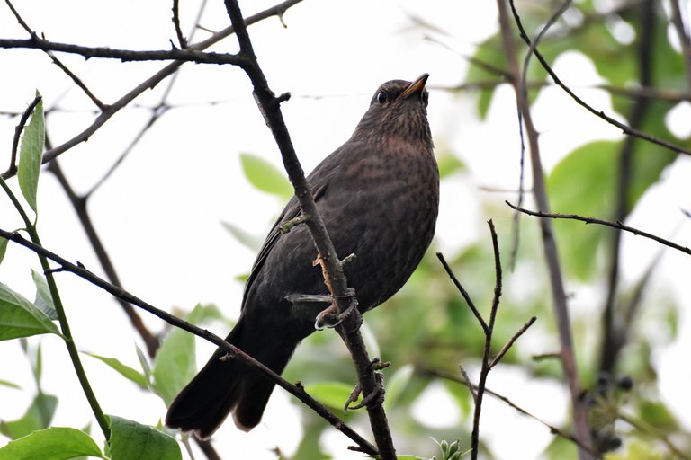 blackbird female pl 13.jpg