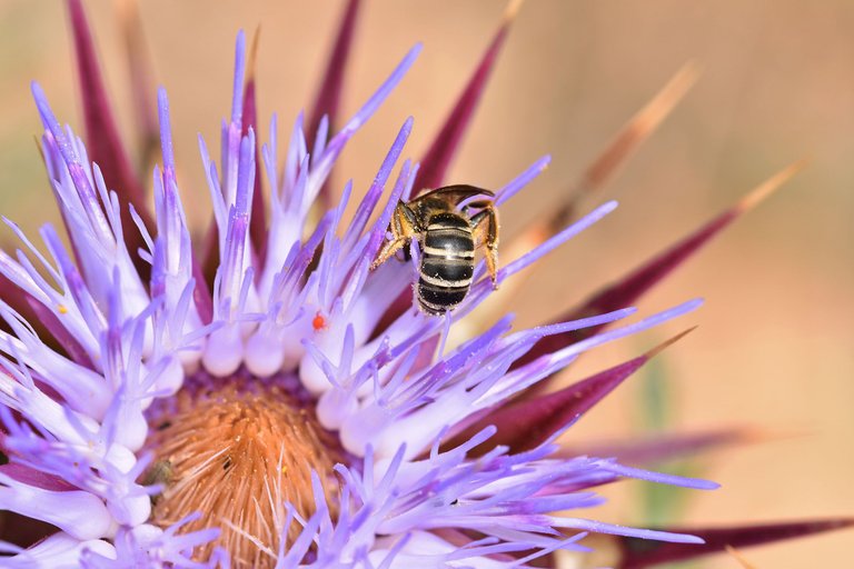 bee purple thistle macro 7.jpg
