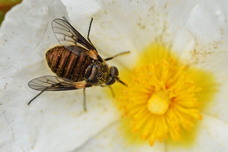 round brown fly cistus 3.jpg