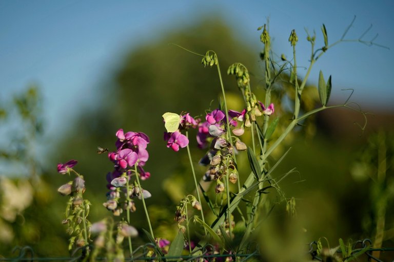 sweetpea butterfly helios 2.jpg