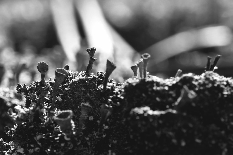 Lichen stump bw 1.jpg