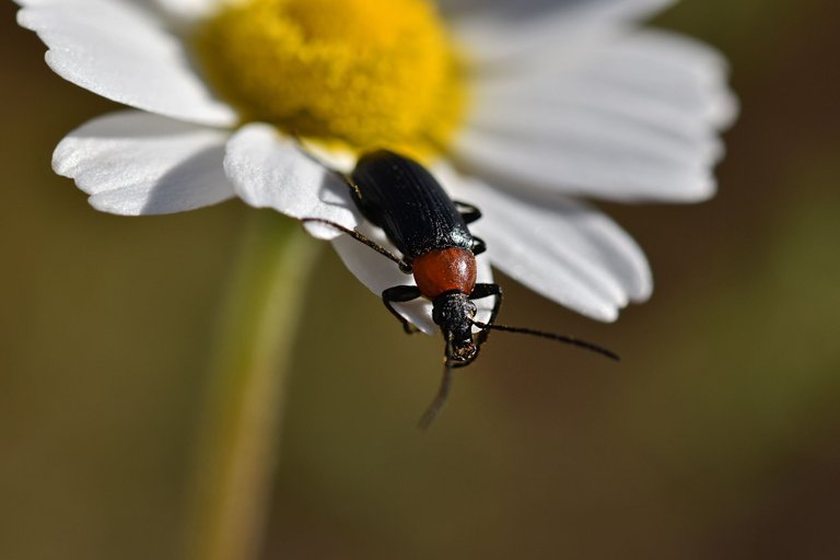 beetle daisies park  5.jpg