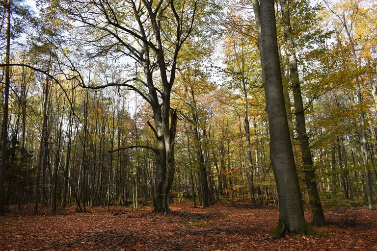 Autumn shire forest 5.jpg