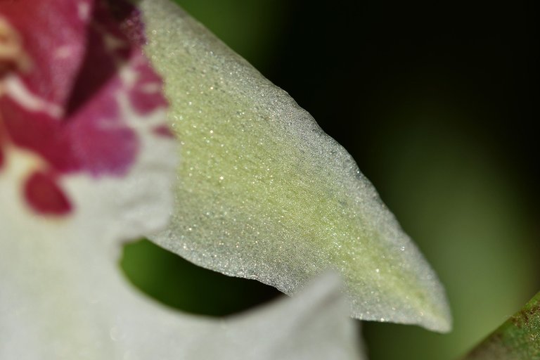 Beallara Tahoma Glacier 2021 5.jpg