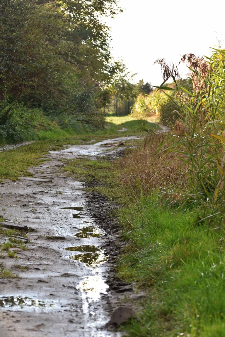 puddles field path.jpg
