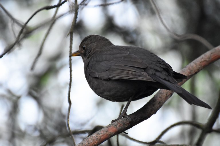 blackbird female pl 11.jpg