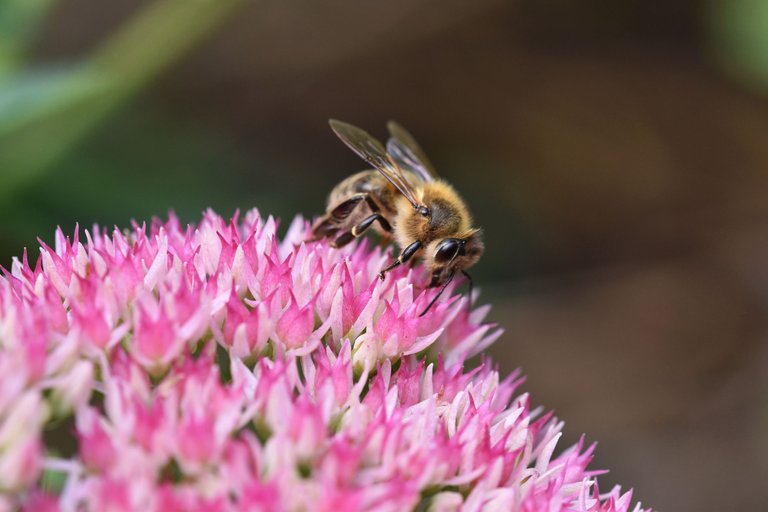 Sedum spectabile pl 3.jpg