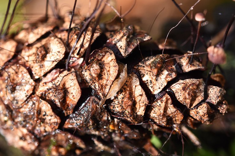 tiny mushrooms pine cone 4.jpg