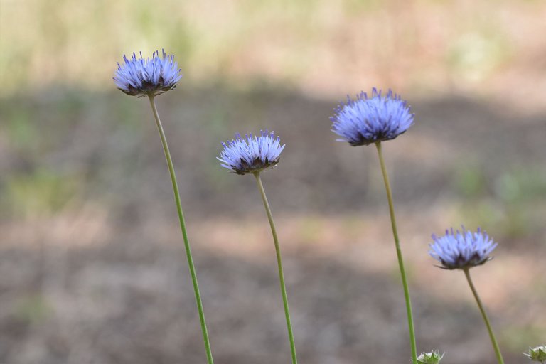 Jasione montana blue wildlower 1.jpg
