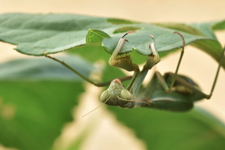 green mantis 11.jpg
