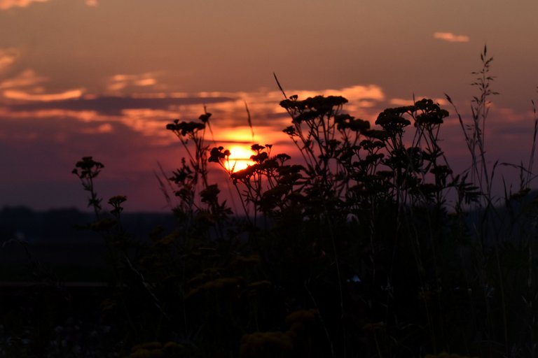 sunset grass silhouette pl 2.jpg