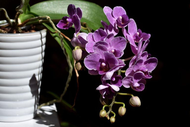 Mini phalaenopsis purple 2023 2.jpg
