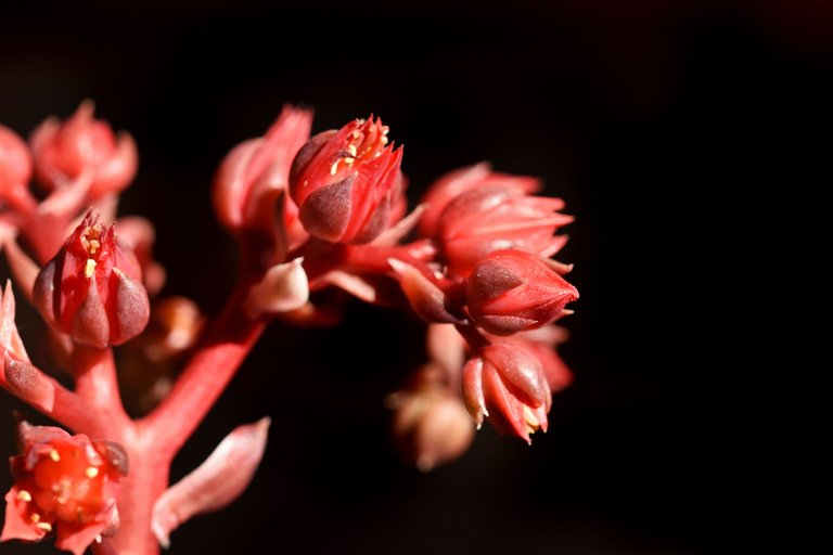 echeveria black prince flowers macro 1.jpg