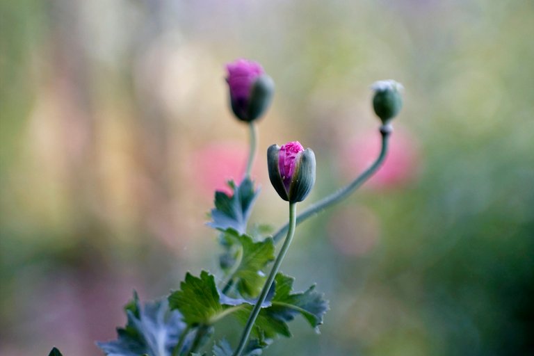 poppy buds jupiter .jpg