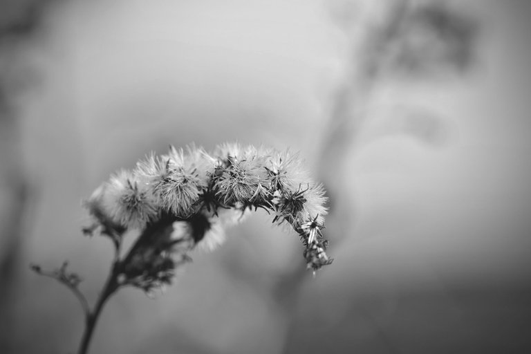 fluffy seeds garden bw 3.jpg