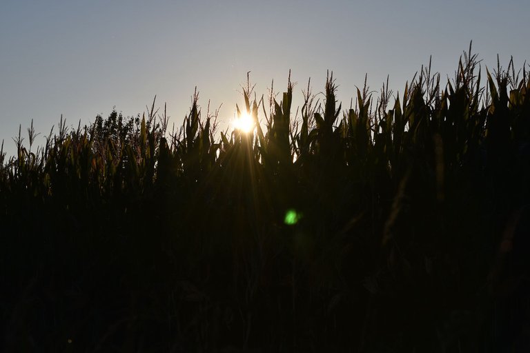 cornfield sunset pl.jpg