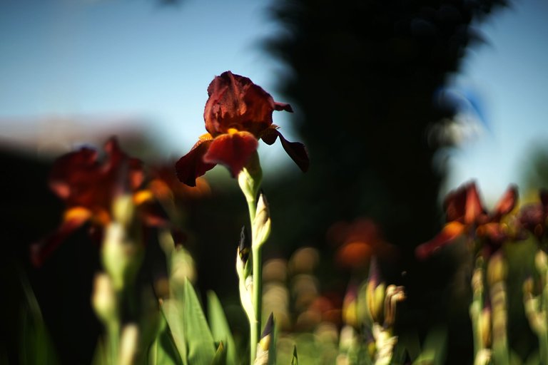brown Iris helios pl 1.jpg