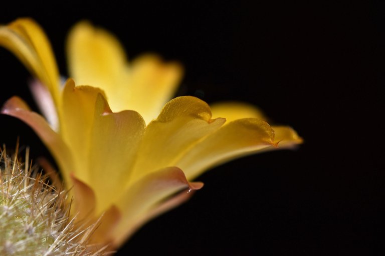 Rebutia Fabrisii var. Aureiflora 2022 7.jpg