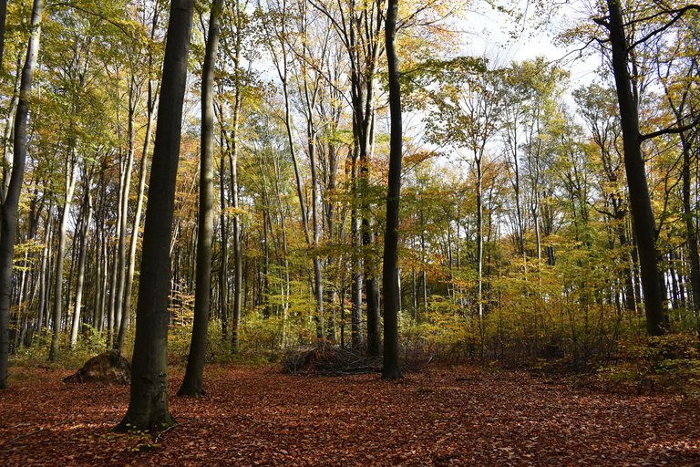 Autumn shire forest 4.jpg