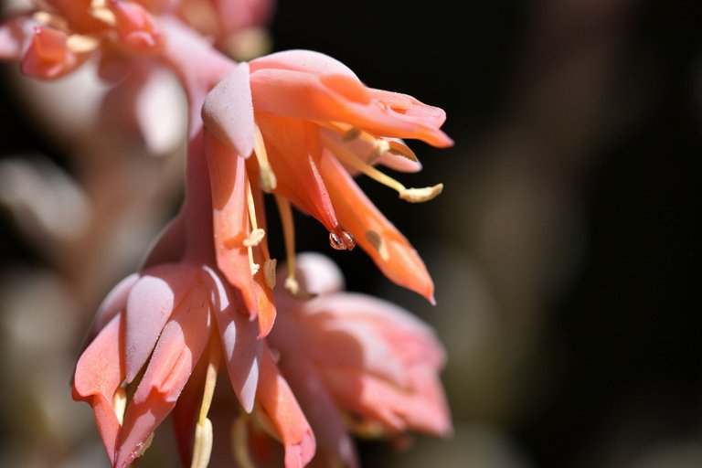 Echeveria runyonii topsy turvy 2022 flowers 4.jpg