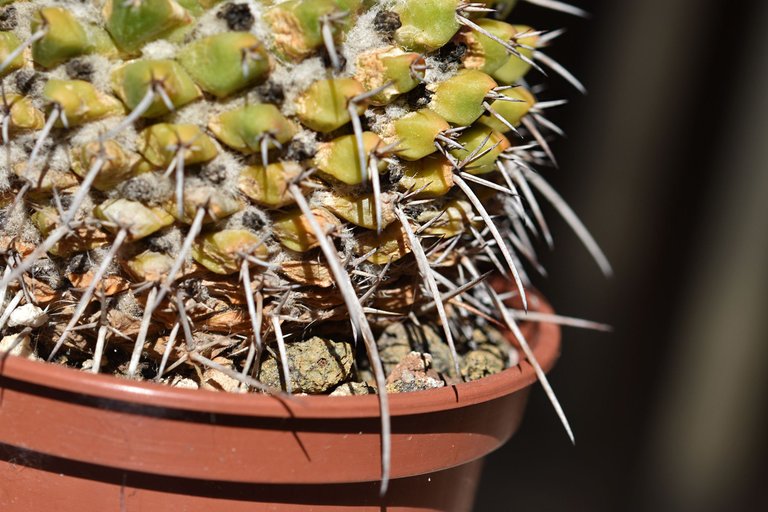 Mammillaria magnimamma 2025 3.jpg