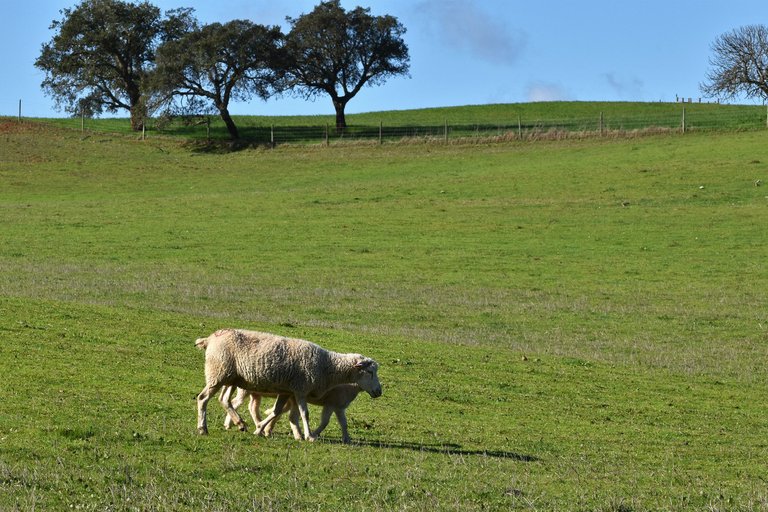 sheep countryside pt 1.jpg