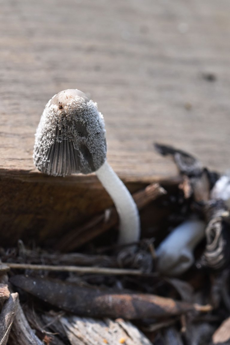 ink cap stairs park 1.jpg