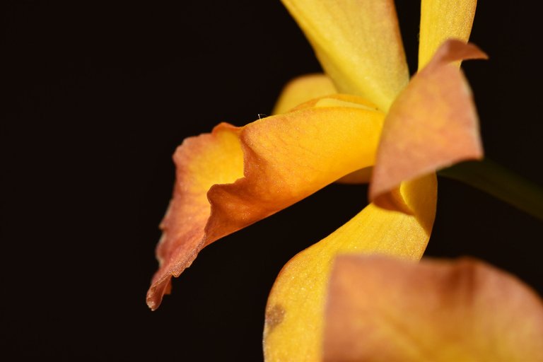 Cattleya Little Lemon Drops x Cattleytonia Why Not 2021 6.jpg