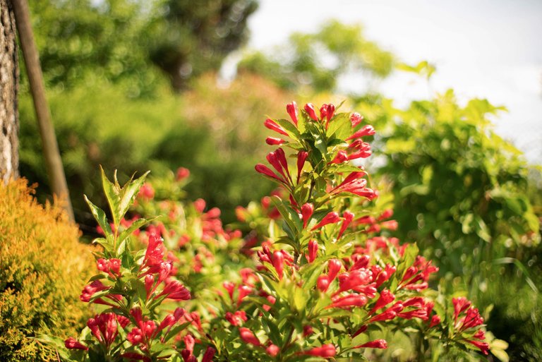 garden pl takumar bokeh 9.jpg