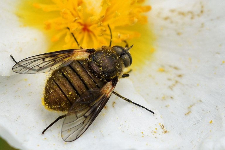 round brown fly cistus 8.jpg