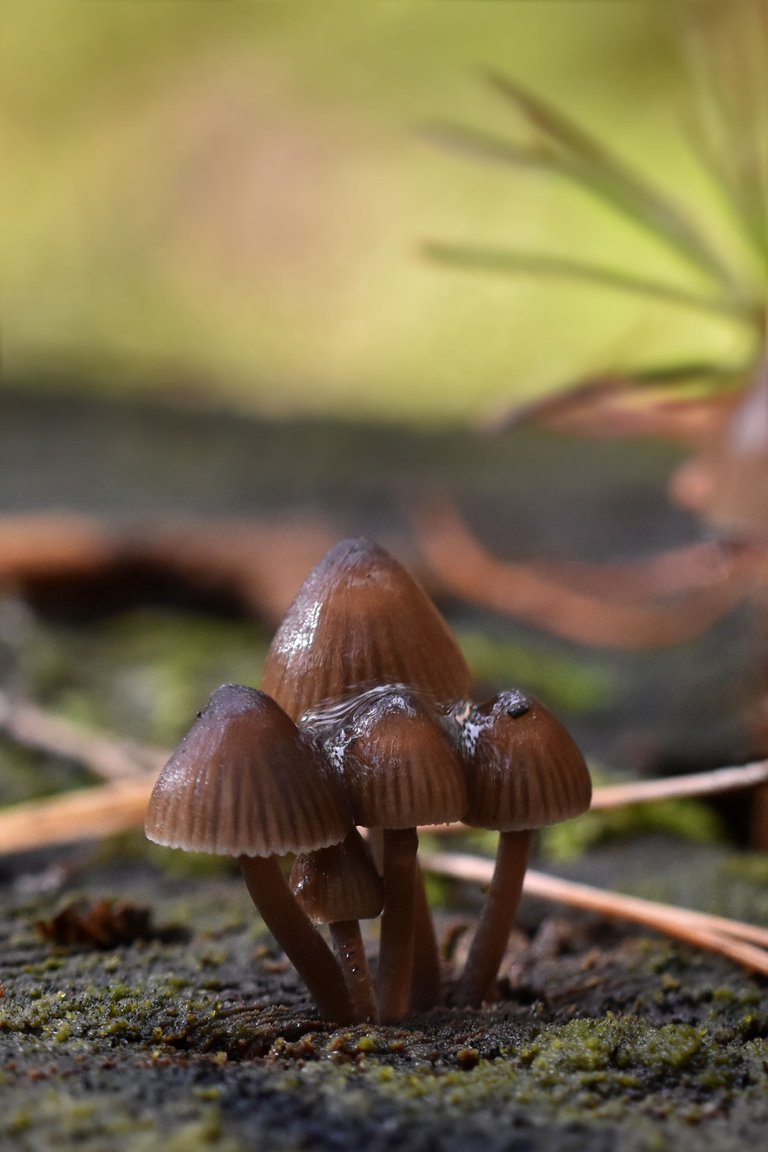 tiny mushrooms on tree stump 3.jpg