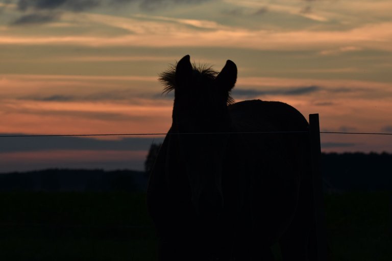 sunset pl horses 1.jpg