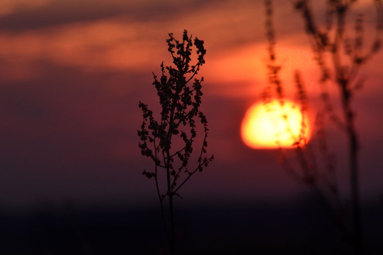sunset grass silhouette pl 4.jpg