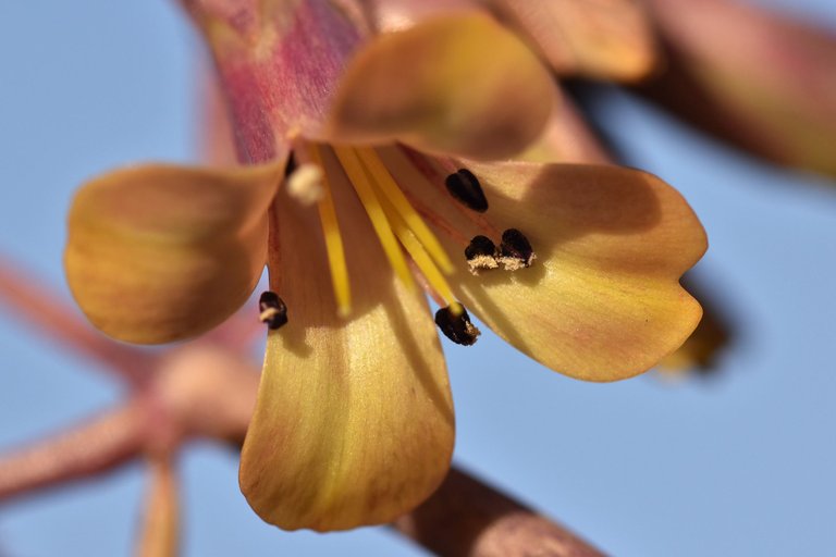 kalanchoe daigremontiana flower macro 4.jpg