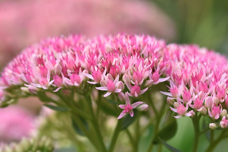 Sedum spectabile pl 4.jpg