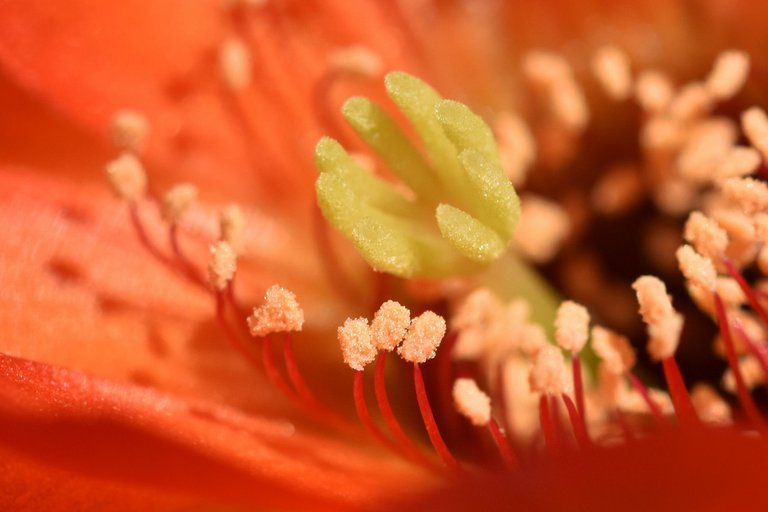 Chamaecereus hybrid flower 2021 2.jpg