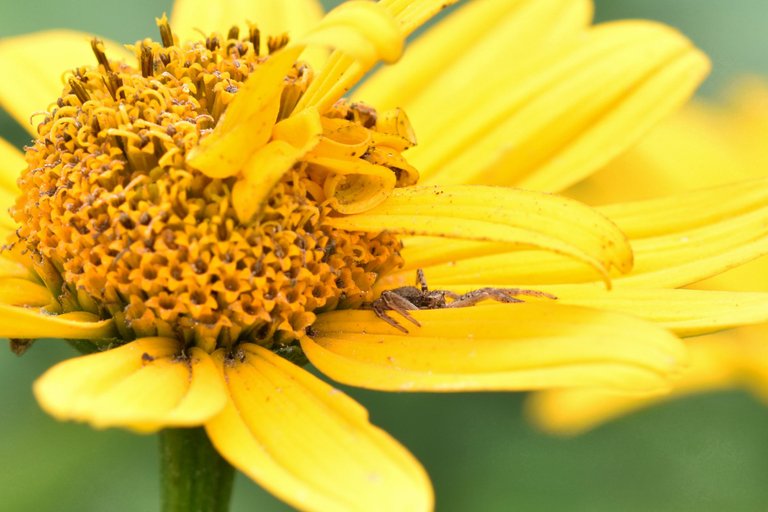 Xysticus cristatus crab spider garden pl 5.jpg