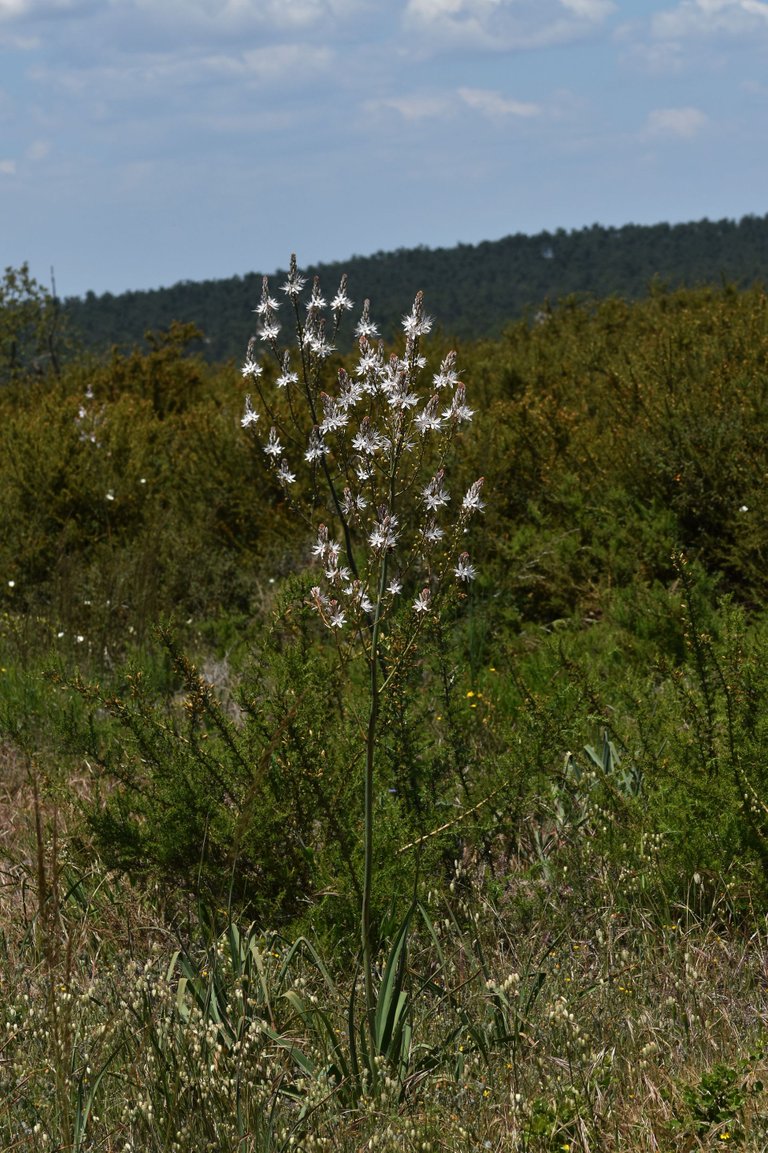 Asphodelus ramosus flowers 3.jpg