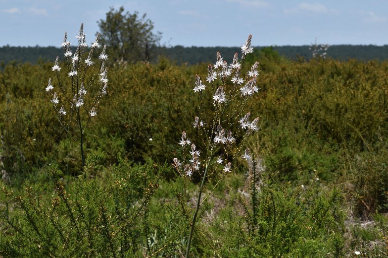 Asphodelus ramosus flowers 9.jpg