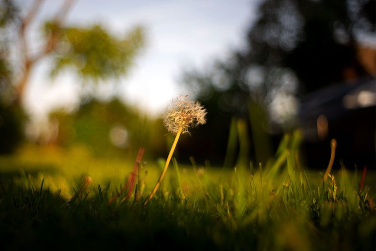 dandelion lawn takumar 4.jpg