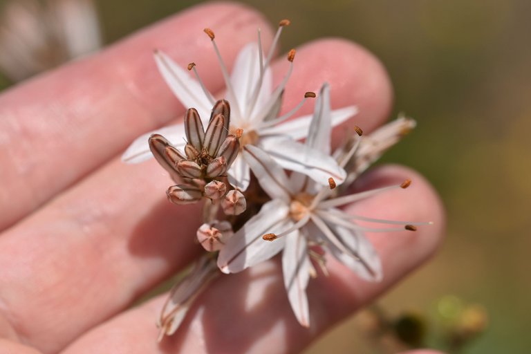 Asphodelus ramosus flowers 7.jpg