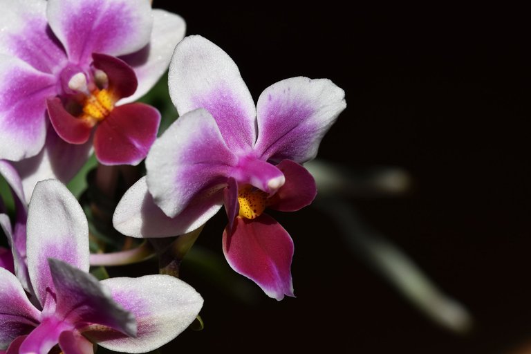 mini orchid flower surprise 2022 4.jpg