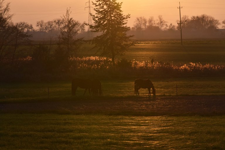 horses webs pl 11.jpg