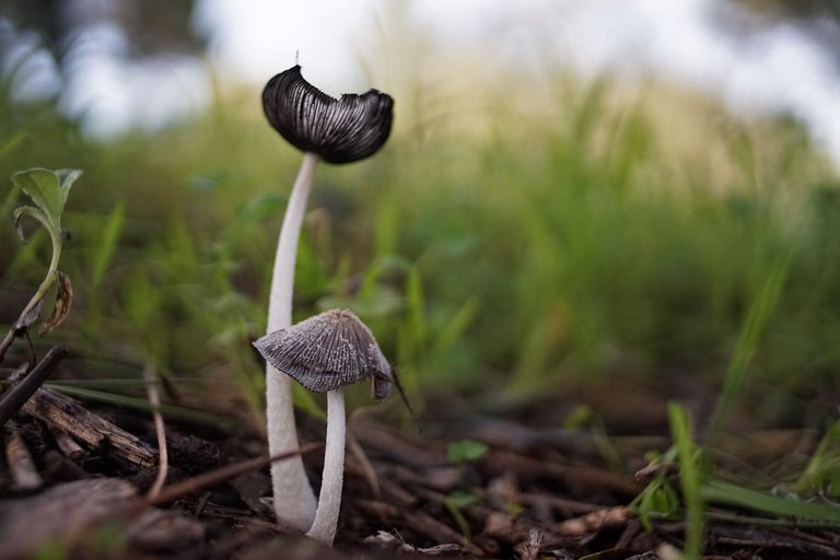 ink cap mushrooms park 2.jpg